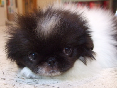 20080927¥Ú¥¥Ë¡¼¥º»ÐËå¡¢hundehutte¤ËÅþÃå¡Á¢ö3