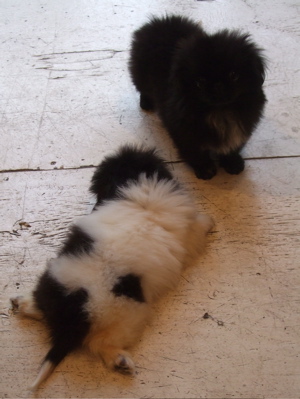 20080927¥Ú¥¥Ë¡¼¥º»ÐËå¡¢hundehutte¤ËÅþÃå¡Á¢ö4