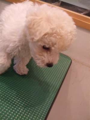 20081031興味津々ビションちゃん♪2