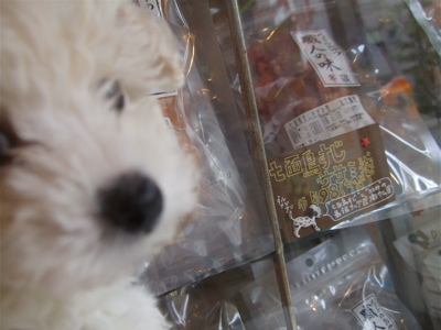 20081031興味津々ビションちゃん♪5