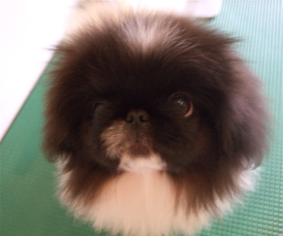20081106¥Ú¥¥Ë¡¼¥º»ÐËå¡¢½é¥·¥ã¥ó¥×¡¼¢ö3