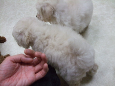 20081107¥×¡¼¥É¥ë¥Û¥ï¥¤¥È»ÐËå¤Á¤ã¤ó4