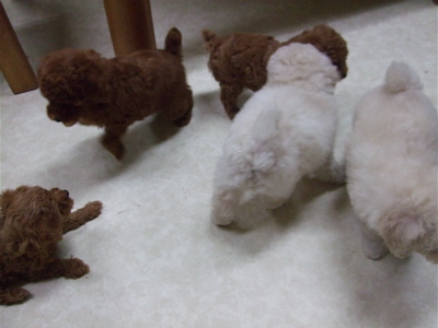 20081107¤ï¤¤¤ï¤¤¢ö¥×¡¼¥É¥ë¢ö