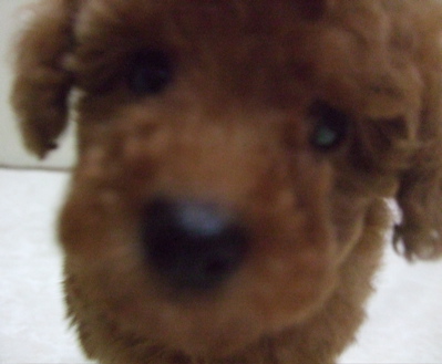 20081117¥È¥¤¡¦¥×¡¼¥É¥ë¤Î¥ì¥Ã¥É¤Á¤ã¤ó3