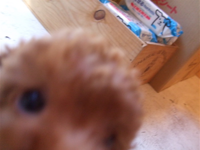 20081125¤Á¤ç¤¦¤À¤¤¡ª¤Á¤ç¤¦¤À¤¤¡ª2