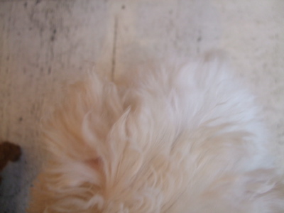 20081128¤À¤Ã¤³¢ö¤À¤Ã¤³¢ö3