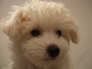 20081128ÌÀ¤ë¤µ¤òµá¤á¤Æ5
