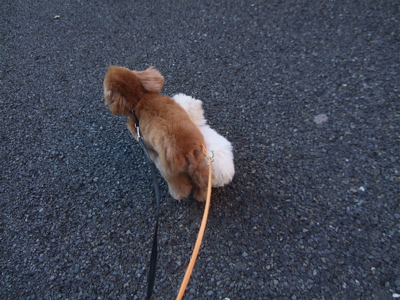20081130ビションちゃん、おにいさんプードルくんとおさんぽ♪2