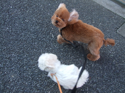 20081130ビションちゃん、おにいさんプードルくんとおさんぽ♪4