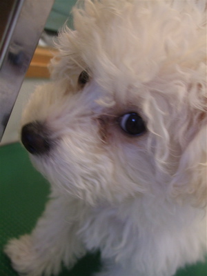 20081206ビションちゃん1