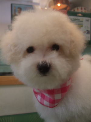 20081206ビションちゃん4