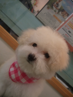 20081206ビションちゃん5