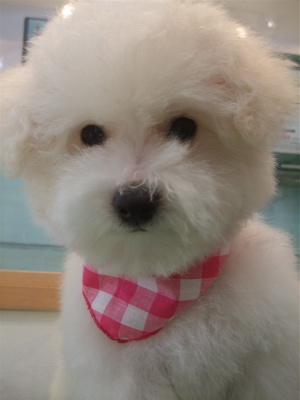 20081206ビションちゃん7