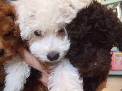 20081205ビションちゃん&ブラウンちゃん&レッドちゃん4