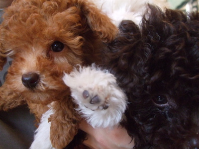 20081205ビションちゃん&ブラウンちゃん&レッドちゃん5