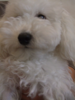 20081211たすけて!ホワイトくん!3
