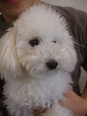 20081211たすけて!ホワイトくん!5