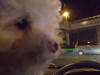 20081218¥Û¥ï¥¤¥È¤Á¤ã¤ó3