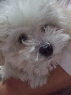 20081218¥Û¥ï¥¤¥È¤Á¤ã¤ó8