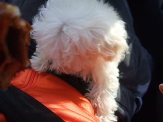 20081219ホワイトちゃん4
