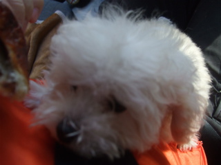 20081219ホワイトちゃん5