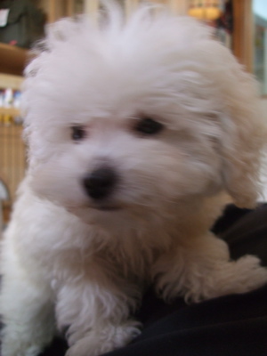 20081220¥Û¥ï¥¤¥È¤Á¤ã¤ó