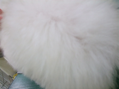 20081224¥Û¥ï¥¤¥È¤Á¤ã¤ó¡¢½é¥·¥ã¥ó¥×¡¼¢ö3