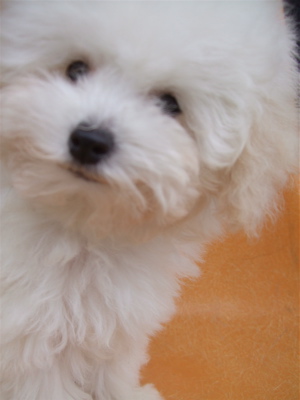 20081224¥Û¥ï¥¤¥È¤Á¤ã¤ó¡¢½é¥·¥ã¥ó¥×¡¼¢ö4