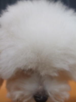20081224¥Û¥ï¥¤¥È¤Á¤ã¤ó¡¢½é¥·¥ã¥ó¥×¡¼¢ö7