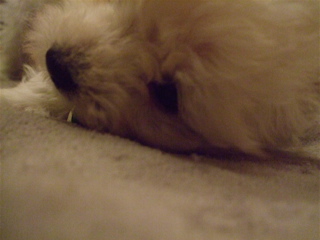 20090202¤Ê¤ó¤Ç¤Á¤å¤³¤ì¡©6