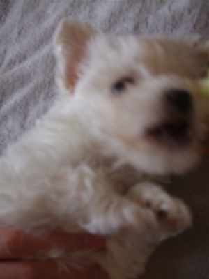 20090204050607お手入れ13