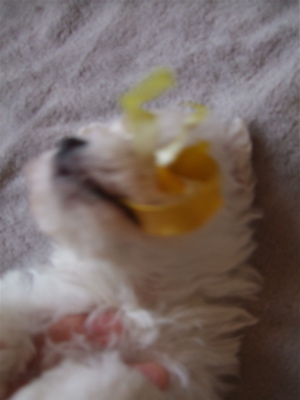 20090204050607お手入れ14