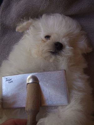 20090204050607お手入れ35