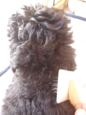 20090204050607お手入れ40