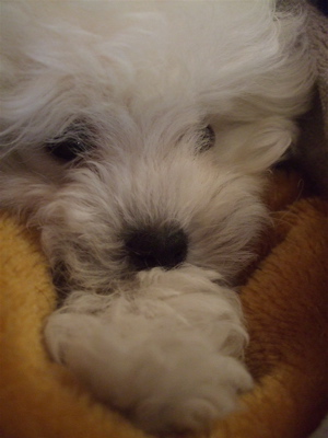 20090207¥Û¥ï¥¤¥È¤Á¤ã¤ó¡¢¤·¤¢¤ï¤»¤Ë¤Í¡Ä