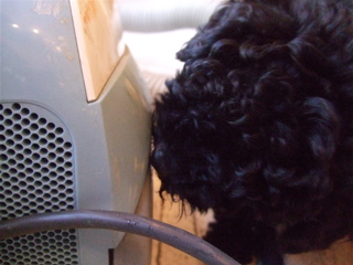 20090208Áݽüµ¡´·¤ì3