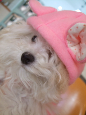 20090212¥ê1