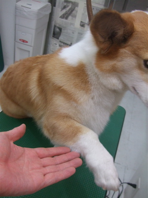 20090215リッ7