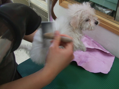 20090217ビションちゃん、シャンプー♪3