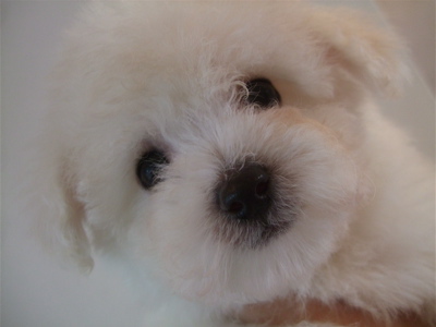 20090217ビションちゃん、シャンプー♪4