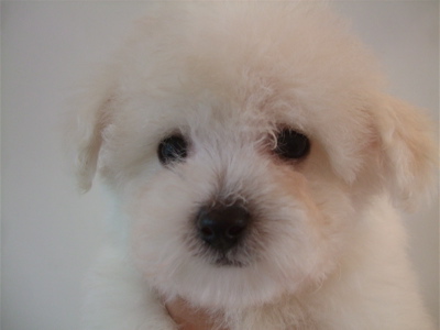 20090217ビションちゃん、シャンプー♪5