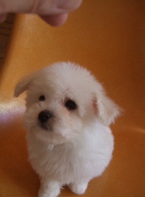 20090217ビションちゃん、シャンプー♪7
