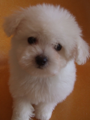 20090217ビションちゃん、シャンプー♪8