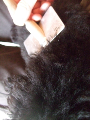 20090224ブラックちゃん3