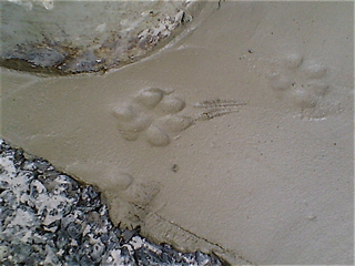 20090307ÂÀ×