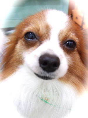 20090310チロリアン3