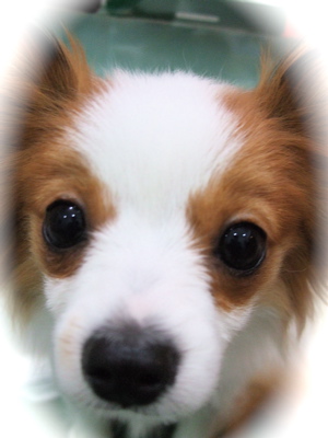 20090310チロリアン4