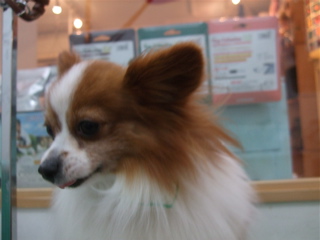 20090310チロリアン6