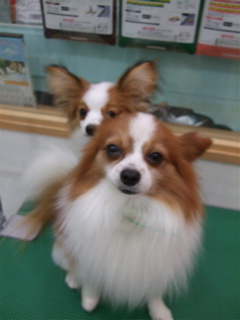 20090310チロリアン7