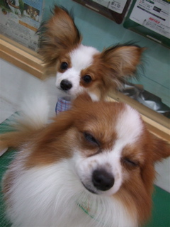 20090310チロリアン8